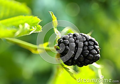 Blackberry bush with ripe berry in garden, closeup Stock Photo