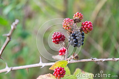 BlackBerry closeup Stock Photo