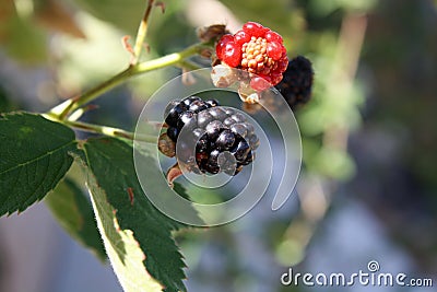 Blackberry at different stages Red to black Stock Photo