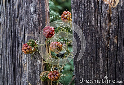 Blackberry growing through aold wooden fence Stock Photo