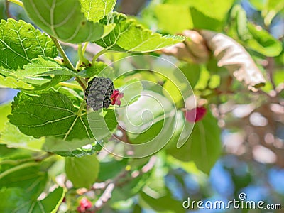 Blackberry on a Morus tree branch surrounded by green leaves Stock Photo