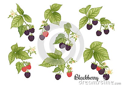 Blackberry. Ripe berries on branch. Clip art, set of elements for design Vector Illustration