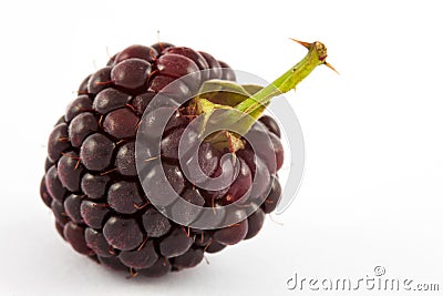 Blackberry Rubus glaucus Stock Photo