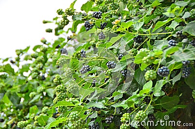 Blackberry rubus plant Stock Photo