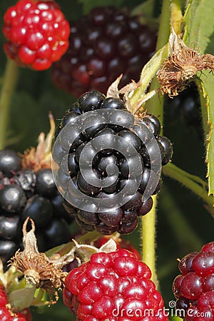 Blackberry (Rubus sectio Rubus) Stock Photo