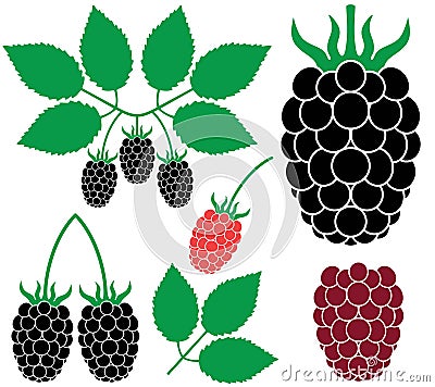 Blackberry Vector Illustration