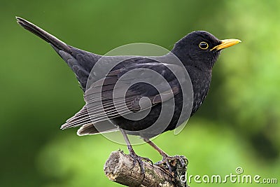 Blackbird Stock Photo