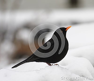 Blackbird Stock Photo