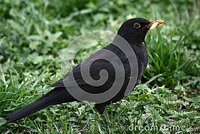 Blackbird Stock Photo