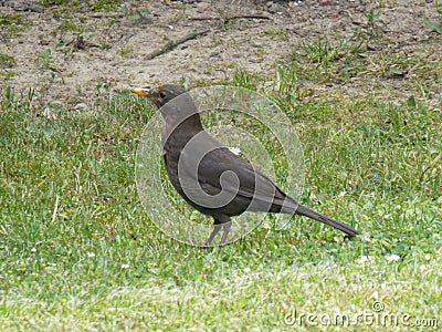 Blackbird animal bird in the green grass Stock Photo