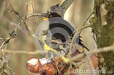 Blackbird on apple tree Stock Photo