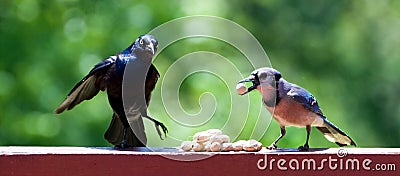 Blackbird and Blue Jay Stock Photo