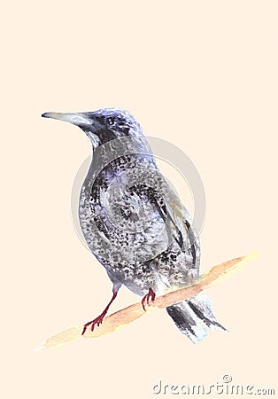 Blackbird on a branch. Ousel painting. Watercolor illustration Cartoon Illustration