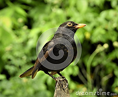 Blackbird with closed orange beak is sitting on stoned stake. Stock Photo