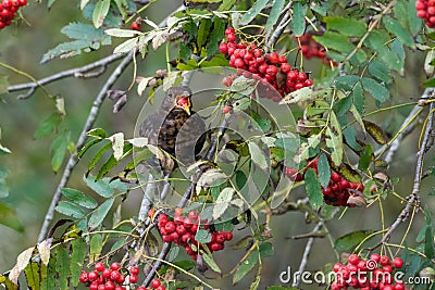 Blackbird eating berries Stock Photo