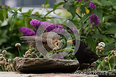 Blackbird feeding fledgling Stock Photo