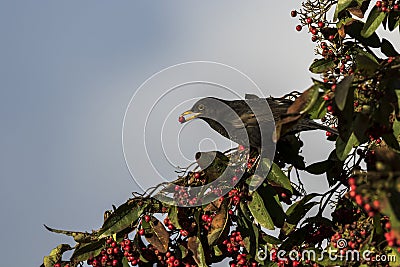 Blackbird feeding on red berries Stock Photo