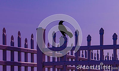 Blackbird on Fence at Nightfall Stock Photo