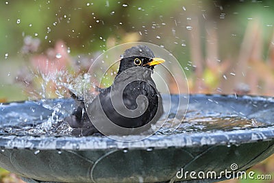 Blackbird having a bath Stock Photo