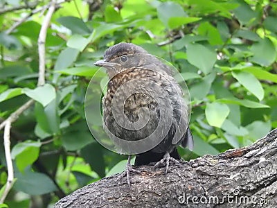 Blackbird is having a rest on strong grey branch. Stock Photo