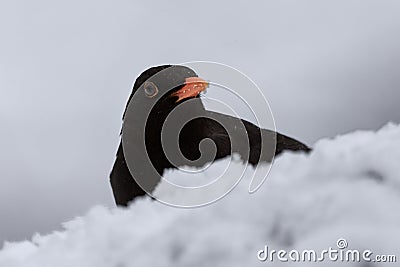Blackbird hiding behind heap of snow in winter. Stock Photo