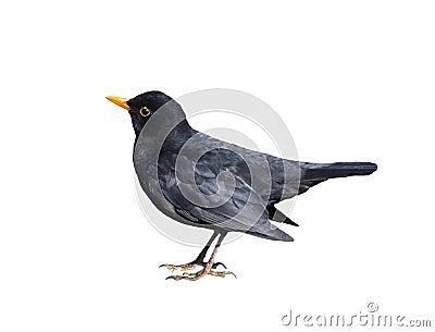 Blackbird Isolated on White Stock Photo