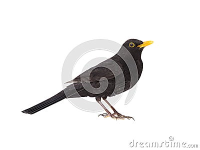 blackbird isolated on a white Stock Photo