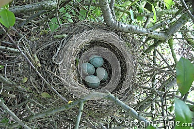 Blackbird nest Stock Photo