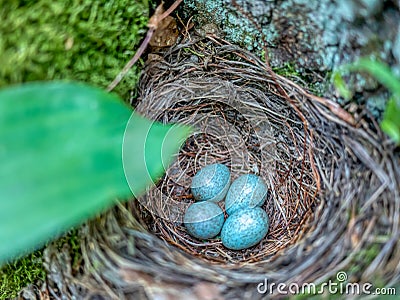 Blackbird nest with four blue eggs. Stock Photo