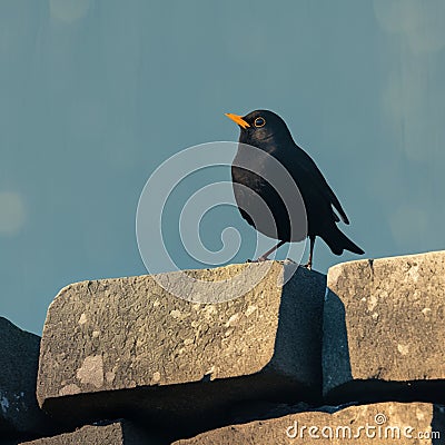 Blackbird perched gracefully on a rustic low stone wall Stock Photo