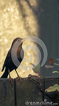 Blackbird perched gracefully on a rustic low stone wall Stock Photo