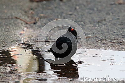 Blackbird in the puddle Stock Photo