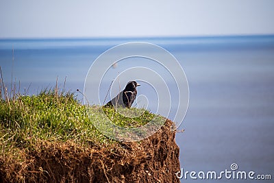 Blackbird on a rocky precipice, surveying a breathtaking oceanic landscape below Stock Photo