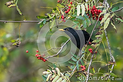 Blackbird Stock Photo