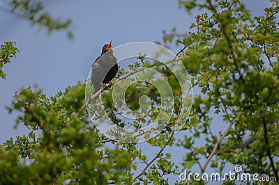 A Blackbird sings in a tree Stock Photo