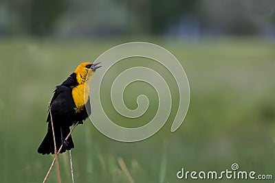 Blackbird sings in Utah Stock Photo