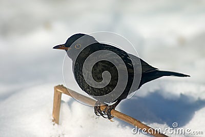 Blackbird on the snow Stock Photo