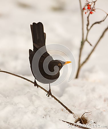 Blackbird with snow Stock Photo