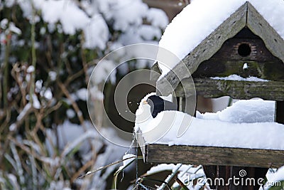 Blackbird snow clearing his little pad Stock Photo