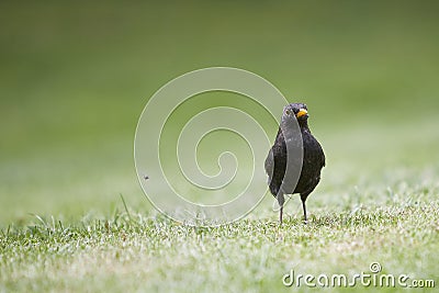 Blackbird standing in green grass, Turdidae Stock Photo