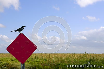 Blackbird standing over traffic red sign Stock Photo