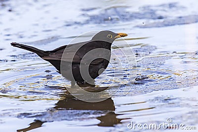 Blackbird Turdus merula Stock Photo