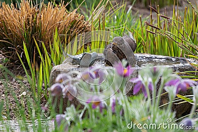 A blackbird taking a bath in a bird bath with haziness by motion Stock Photo