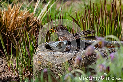 A blackbird taking a bath in a bird bath Stock Photo