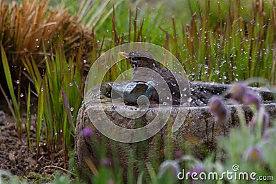 A blackbird taking a bath in a bird bath Stock Photo