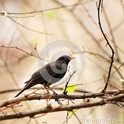 Blackbird on tree branch Stock Photo