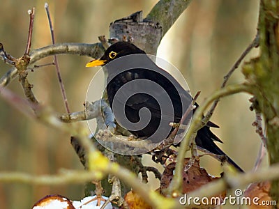 Common blackbird Turdus merula, detail of a male Stock Photo