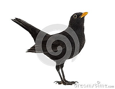 Blackbird Turdus merula , isolated Stock Photo