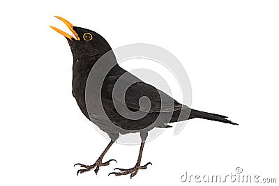 Blackbird, Turdus merula, isolated on white background Stock Photo