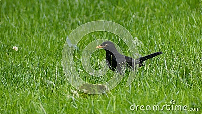 Blackbird / Turdus merula portrait, hunting for insects and worms in the grass, shallow depth of field. Stock Photo